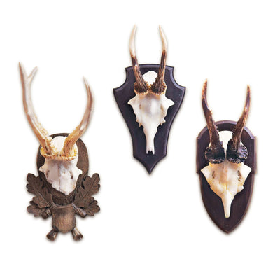The Hunt Club Set of 3 Antler Trophies - Creations and Collections
